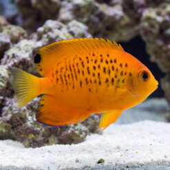 False Shepard's Hybrid angelfish vibrant orange body black speckled markings swimming near white sand and reef rock