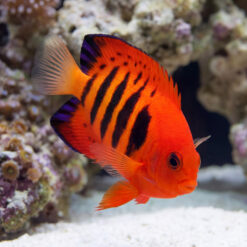 Flame Angelfish (Centropyge loricula) vibrant red-orange juvenile with black stripes swimming near coral reef aquarium