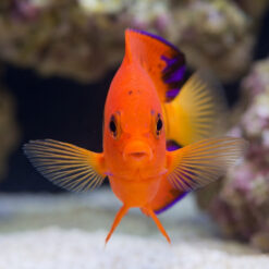 Flame Angelfish (Centropyge loricula) vivid orange fish facing camera with spread pectoral fins near coral reef substrate