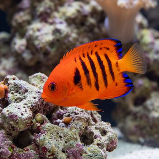Flame Angelfish (Centropyge loricula) vibrant orange juvenile with black stripes and blue-edged fins swimming near coral reef