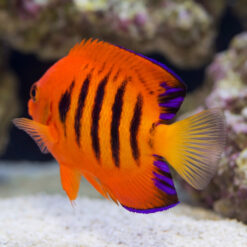 Flame Angelfish (Centropyge loricula) vibrant orange fish with dark vertical stripes and purple-edged fins swimming near white sand reef