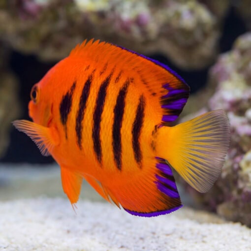 Flame Angelfish (Centropyge loricula) vibrant orange fish with dark vertical stripes and purple-edged fins swimming near white sand reef
