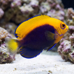 Flameback Angelfish (Centropyge acanthops) vibrant orange and purple fish swimming near white sand and coral reef