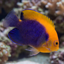 Flameback Angelfish vibrant orange and purple coloration swimming near coral reef, side profile view