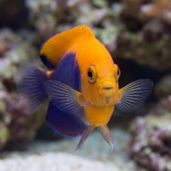 Flameback Angelfish vibrant orange body with purple-blue markings swimming toward camera near coral reef rocks