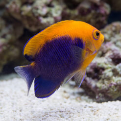 Flameback Angelfish vibrant orange and deep purple coloration swimming near sandy substrate with coral reef background