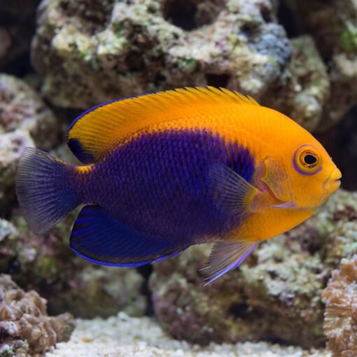 Flameback Angelfish vibrant orange and deep purple coloration swimming near coral reef rocks in clear aquarium water