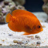 Golden Angelfish vibrant orange body with wavy stripe pattern swimming near sandy substrate with shells and pebbles
