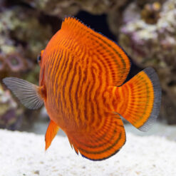 Golden Angelfish vibrant orange body with dark wavy stripe pattern swimming near white sandy reef substrate