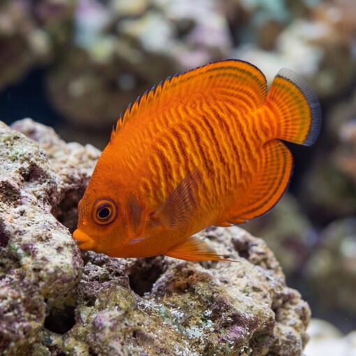 Golden Angelfish vivid orange body with dark wavy stripes hovering near coral rock in reef aquarium