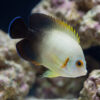 Half Black Angelfish swimming near coral rock showing striking black rear body white front and orange eye with yellow dorsal fin tips
