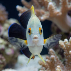 Half Black Angelfish facing camera straight-on, orange-ringed eyes, pale body, yellow-tipped fins spread wide, coral reef background