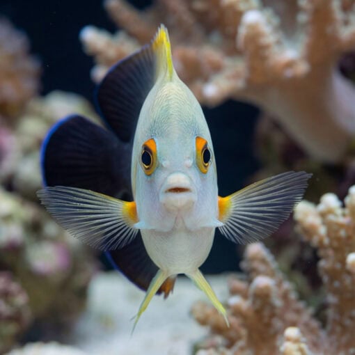 Half Black Angelfish facing camera straight-on, orange-ringed eyes, pale body, yellow-tipped fins spread wide, coral reef background