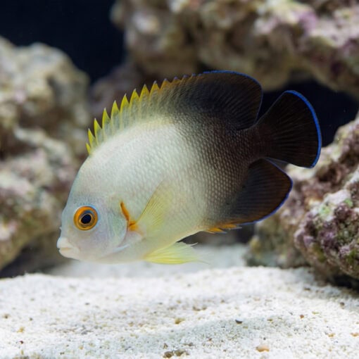 Half Black Angelfish swimming near sandy substrate with rocks, showing white front body, black rear, yellow dorsal spines, and orange eye