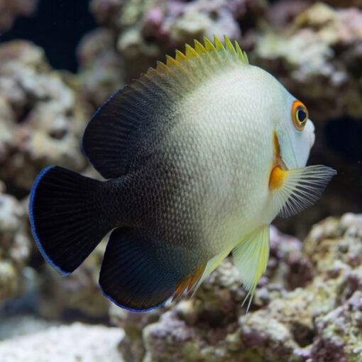 Half Black Angelfish swimming near coral reef, showing distinct black rear body, white front, orange eye, and yellow-tipped dorsal fin