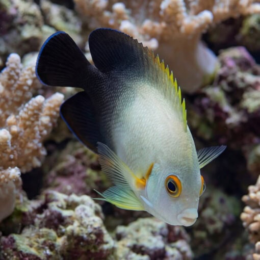 Half Black Angelfish swimming near coral reef showing distinctive black upper body white lower half yellow fin accents and orange ringed eye