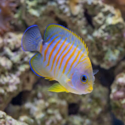 Hybrid Eibli Lemon Peel Angelfish facing right, blue-ringed eye, orange stripes on lavender body, yellow-tipped fins, reef background
