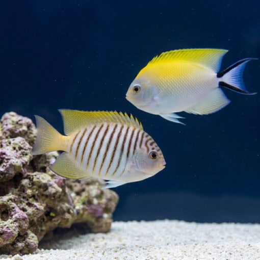 Japanese Swallowtail Angelfish pair swimming near coral rock, showing yellow dorsal fins, white bodies, and striped juvenile markings