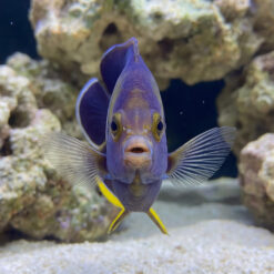 Melas Keyhole Angelfish facing forward showing purple body yellow pelvic fins fanned pectoral fins near coral reef aquarium