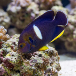 Melas Keyhole Angelfish deep purple body white saddle patch yellow fins grazing on live rock coral reef aquarium