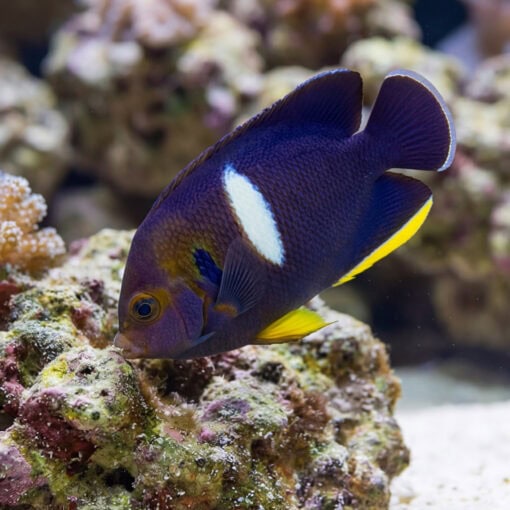 Melas Keyhole Angelfish deep purple body white saddle patch yellow fins grazing on live rock coral reef aquarium