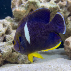 Melas Keyhole Angelfish dark purple body white stripe yellow fins near coral rockwork in saltwater aquarium