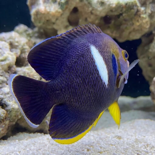Melas Keyhole Angelfish deep purple body white stripe yellow pelvic fins blue eye swimming near sandy reef bottom