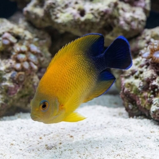 Lemonpeel Hybrid Half Black Angelfish swimming near sandy substrate, showing vivid orange-yellow body with deep blue-black fins and tail