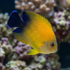 Lemonpeel Hybrid Half Black Angelfish swimming mid-water showing vibrant yellow body with deep blue-black rear fins and coral backdrop