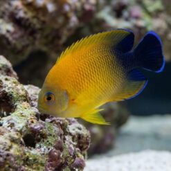 Lemonpeel Hybrid Half Black Angelfish vibrant yellow and blue coloration perched near coral rock in reef aquarium