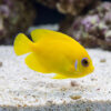 Lemonpeel Angelfish (Centropyge flavissima) bright yellow juvenile with blue eye ring swimming near sandy substrate