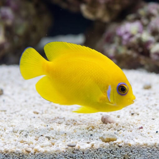Lemonpeel Angelfish (Centropyge flavissima) bright yellow juvenile with blue eye ring swimming near sandy substrate