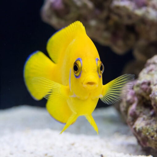 Lemonpeel Angelfish (Centropyge flavissima) vibrant yellow juvenile with blue eye rings facing forward near coral rock in reef aquarium