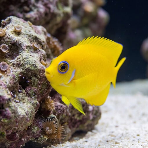 Lemonpeel Angelfish (Centropyge flavissima) vibrant yellow juvenile with blue eye ring near live rock reef aquarium