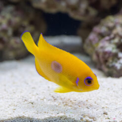 Lemonpeel Angelfish (Centropyge flavissima) juvenile with vibrant yellow body, purple eye ring and spot, swimming near sandy substrate