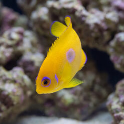 Lemonpeel Angelfish (Centropyge flavissima) juvenile with vivid yellow body, purple eye ring and spot, swimming near live rock