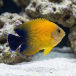 Lemonpeel Hybrid Half Black Angelfish swimming near coral rock, showing vivid yellow-orange body with deep blue-black rear fins and tail