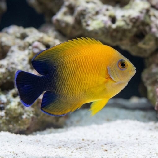 Lemonpeel Hybrid Half Black Angelfish swimming near coral rock, showing vivid yellow-orange body with deep blue-black rear fins and tail