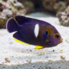 Melas Keyhole Angelfish dark purple body white patch yellow accents swimming near sandy reef substrate
