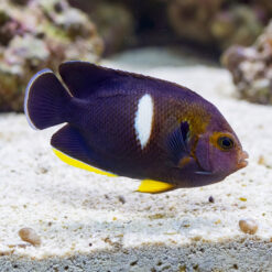 Melas Keyhole Angelfish dark purple body white patch yellow accents swimming near sandy reef substrate