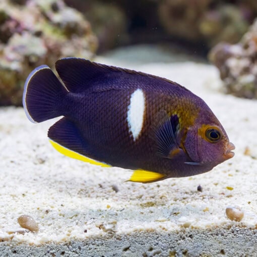 Melas Keyhole Angelfish dark purple body white patch yellow accents swimming near sandy reef substrate