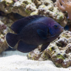 Midnight Angelfish deep black-purple body swimming near coral reef and white sandy substrate in aquarium