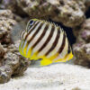 Multi-Barred Angelfish juvenile with bold dark stripes and yellow fins swimming near sandy substrate and coral rock