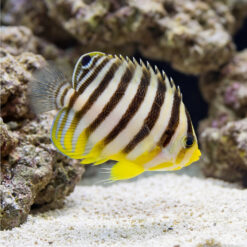 Multi-Barred Angelfish juvenile with bold dark stripes and yellow fins swimming near sandy substrate and coral rock
