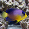 Multicolor Angelfish juvenile displaying vibrant purple body yellow face blue-edged fins swimming near coral reef rocks