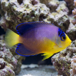 Multicolor Angelfish juvenile displaying vibrant purple body yellow face blue-edged fins swimming near coral reef rocks