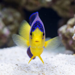 Multicolor Angelfish facing forward with vibrant yellow face, blue dorsal markings, fanned pectoral fins, over white sand substrate