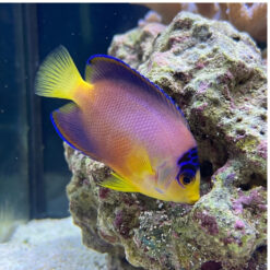 Multicolor Angelfish (Centropyge multicolor) facing right near live rock, showing vivid purple body, yellow face, and blue-edged fins
