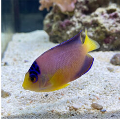 Multicolor Angelfish juvenile swimming near sandy substrate displaying vibrant yellow face blue markings and purple-pink body in reef tank