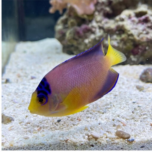 Multicolor Angelfish juvenile swimming near sandy substrate displaying vibrant yellow face blue markings and purple-pink body in reef tank
